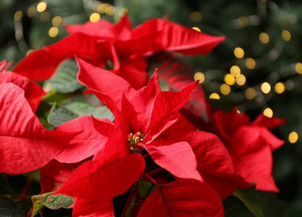 ポインセチア