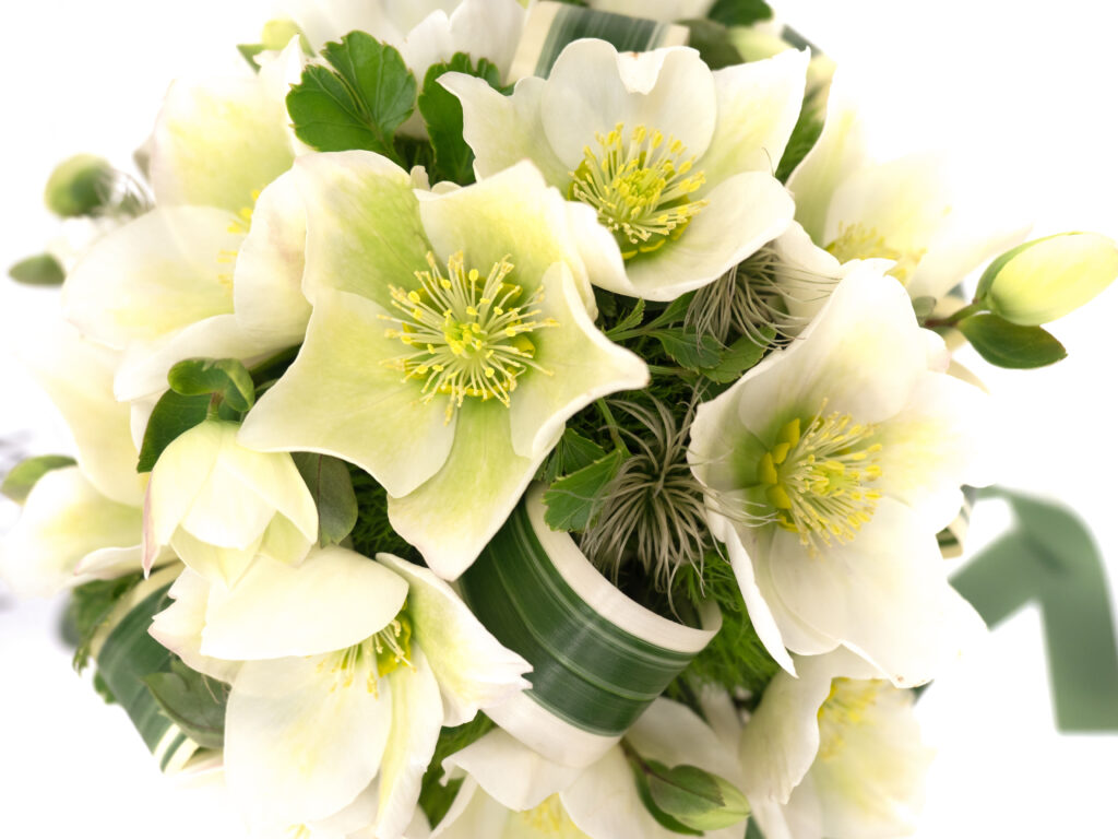 クリスマスローズ